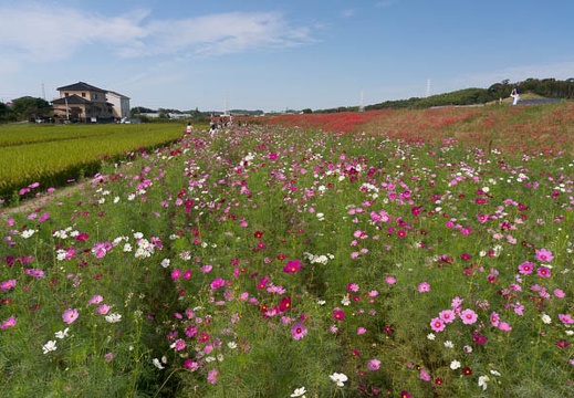 201509291054-DSC08795N6.jpg