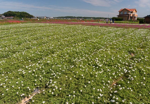 201509291059-DSC08803N6.jpg