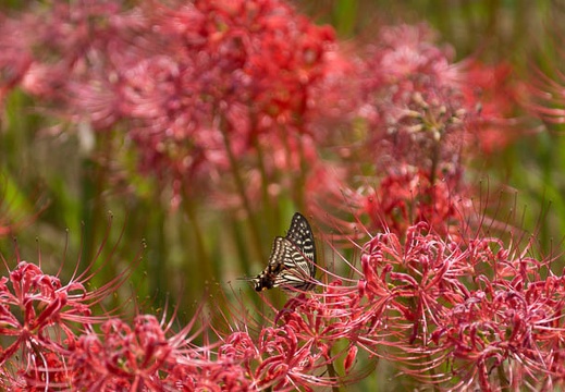 201509291308-DSC06627.jpg