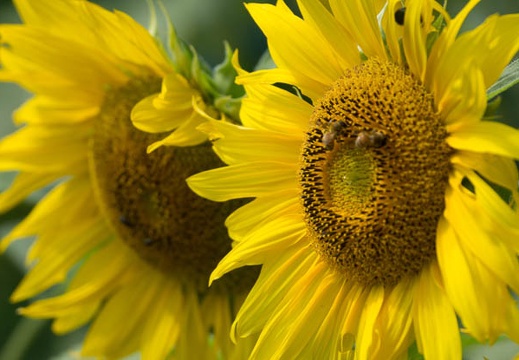 201510021215-DSC06724.jpg