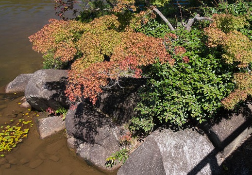 201510031225-DSC09371N6.jpg
