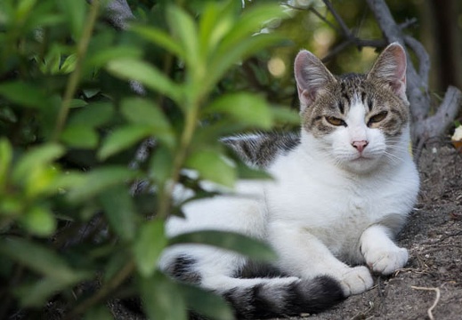 201510041550-DSC05655RX10.jpg
