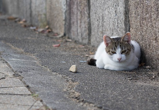 201510041552-DSC05662RX10.jpg