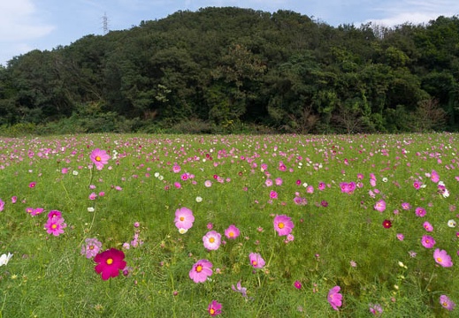 201510091337-DSC09510N6.jpg