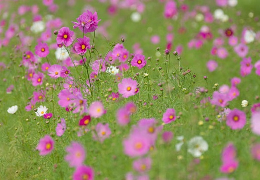 201510091339-DSC07056.jpg