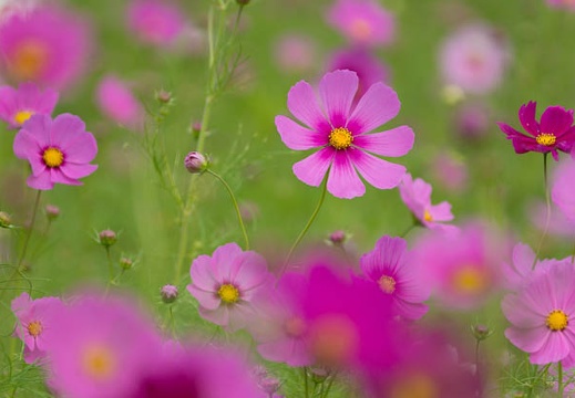 201510091340-DSC07061.jpg