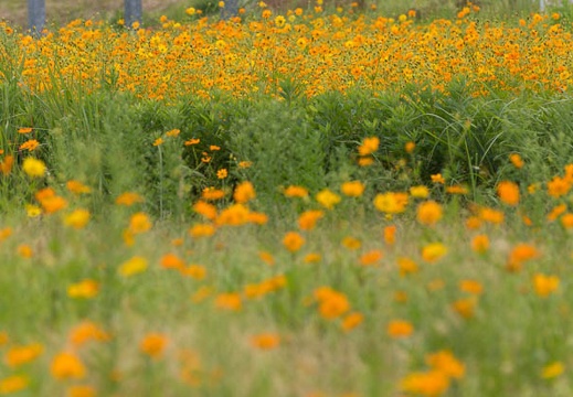 201510091437-DSC07176.jpg