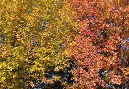 201511061427-DSC02415N6.jpg