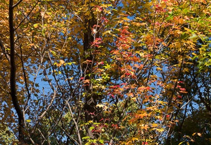 201511061428-DSC02417N6.jpg
