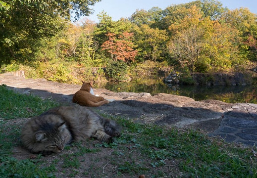 201511061459-DSC02448N6.jpg