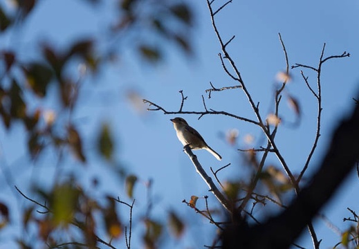 201511061511-DSC00081.jpg