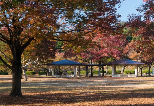 201511061516-DSC02464N6.jpg