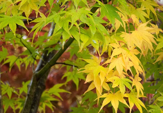 201511080849-DSC06345RX10.jpg