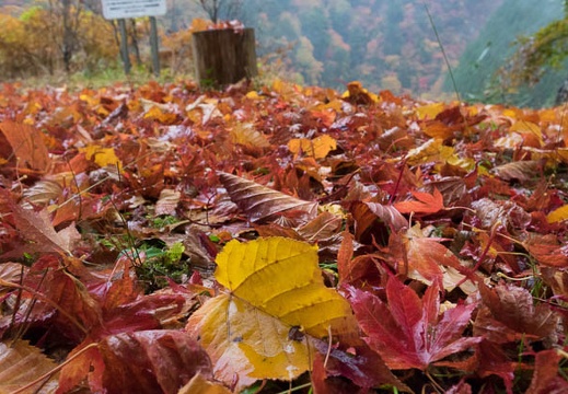201511080850-DSC06350RX10.jpg