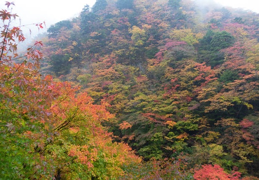 201511080906-DSC06392RX10.jpg