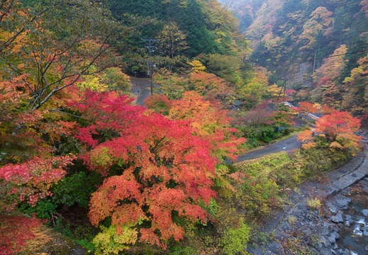 201511080910-DSC06406RX10.jpg
