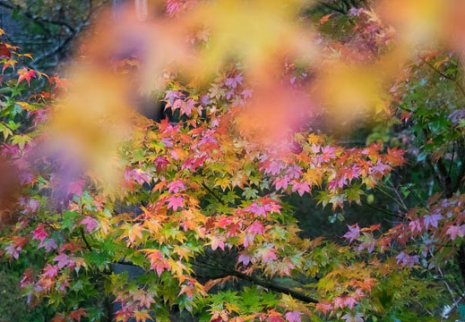 201511080916-DSC06428RX10.jpg