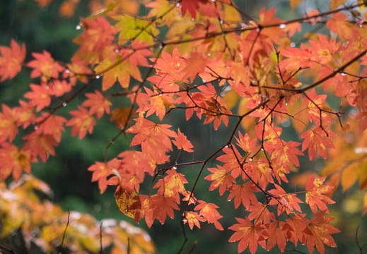 201511080917-DSC06429RX10.jpg