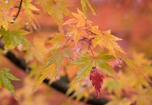 201511080922-DSC06446RX10.jpg