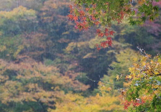 201511080929-DSC06476RX10.jpg