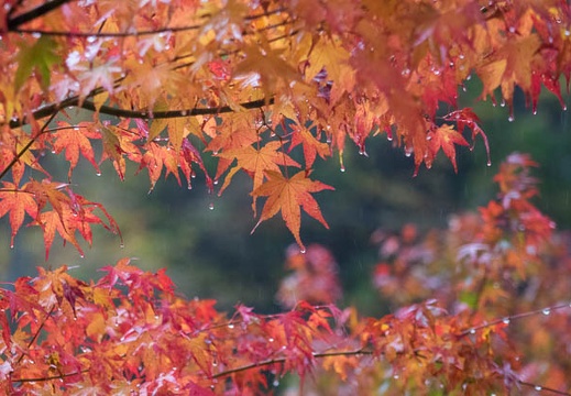 201511080938-DSC06512RX10.jpg