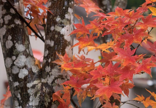 201511081052-DSC06746RX10.jpg