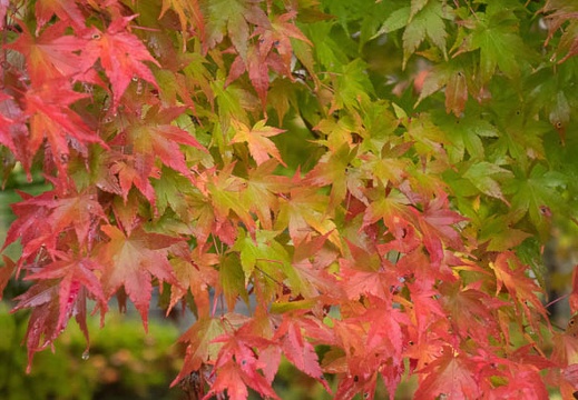 201511081140-DSC06841RX10.jpg