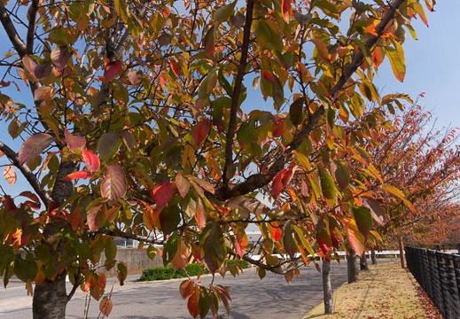 201511121058-DSC02467N6.jpg