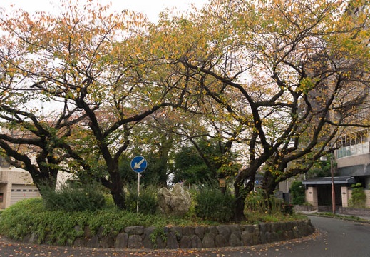 201511171122-DSC00582.jpg