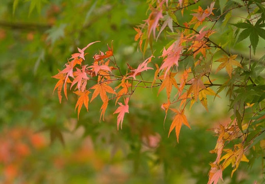 201511171149-DSC00649.jpg
