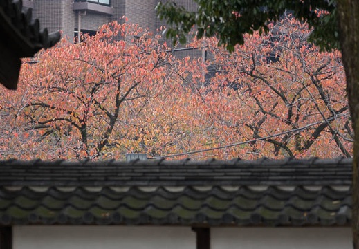 201511171208-DSC00690.jpg