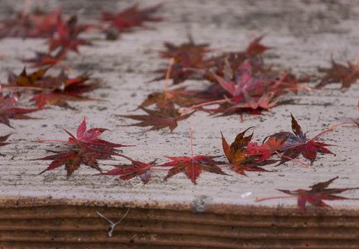 201511191036-DSC00732.jpg