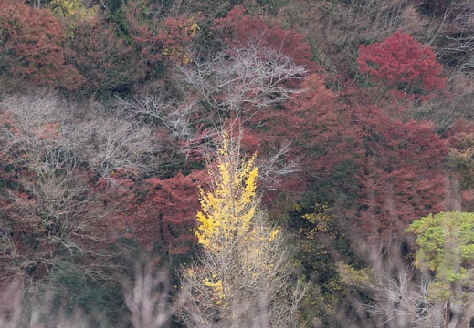 201511191144-DSC00782.jpg