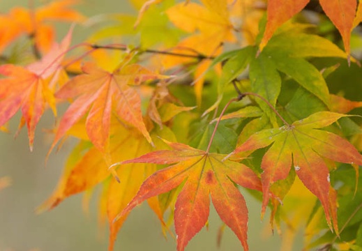 201511191344-DSC00815.jpg