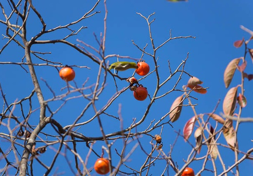 201511191405-DSC00844.jpg