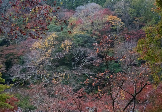 201511220654-DSC07854RX10.jpg
