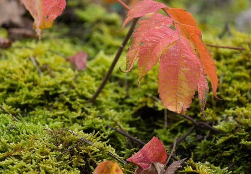 201511220959-DSC00973.jpg