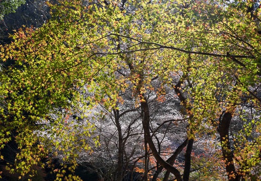 201511241219-DSC09384RX10.jpg