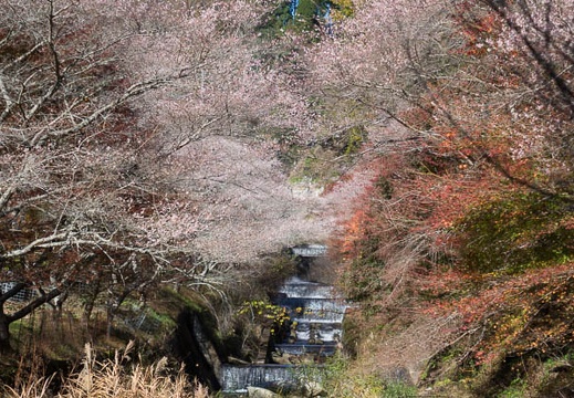 201511241223-DSC09396RX10.jpg