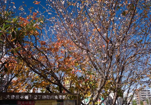 201511271242-DSC09556RX10.jpg