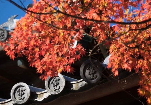 201511281042-DSC09768RX10.jpg