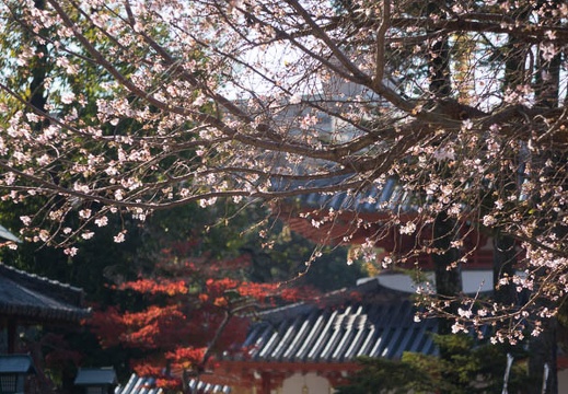 201511281112-DSC09845RX10.jpg