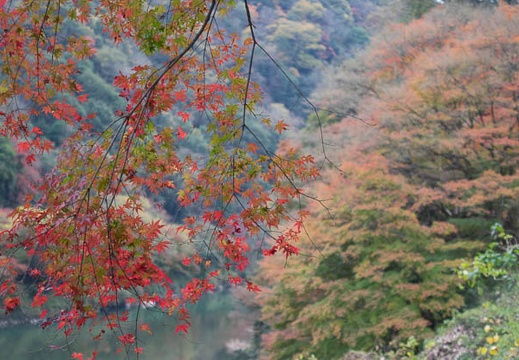201511291315-DSC00372RX10.jpg