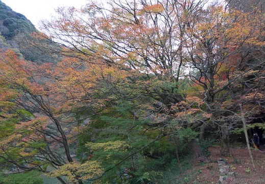 201511291318-DSC00380RX10.jpg