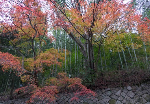 201511291334-DSC00417RX10.jpg