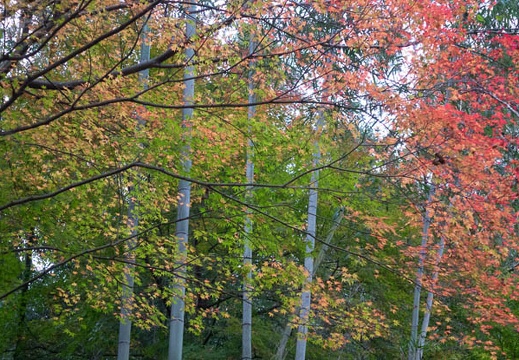 201511291341-DSC00447RX10.jpg