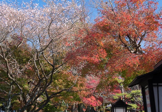201511301145-DSC00795RX10.jpg