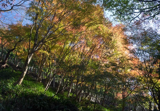 201511301322-DSC01035RX10.jpg