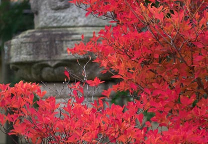 201512061014-DSC02194RX10.jpg