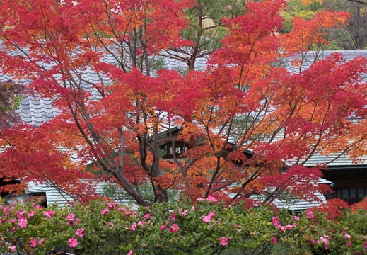 201512061158-DSC02506RX10.jpg